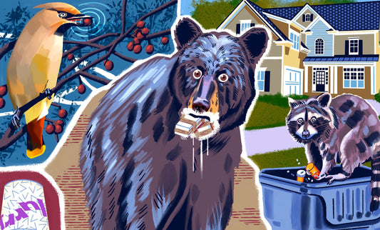 Cocaine Bear, Meet Cannabis Raccoon and McFlurry Skunk